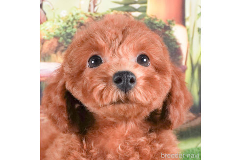 成約済の茨城県のトイプードル-283795の3枚目